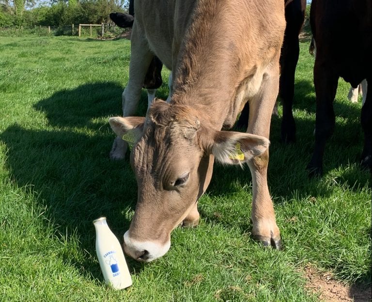 Dairy cow at Carningli Dairy