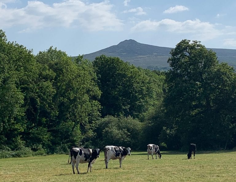Pembrokeshire Dairy Farm, Carningli Dairy cows