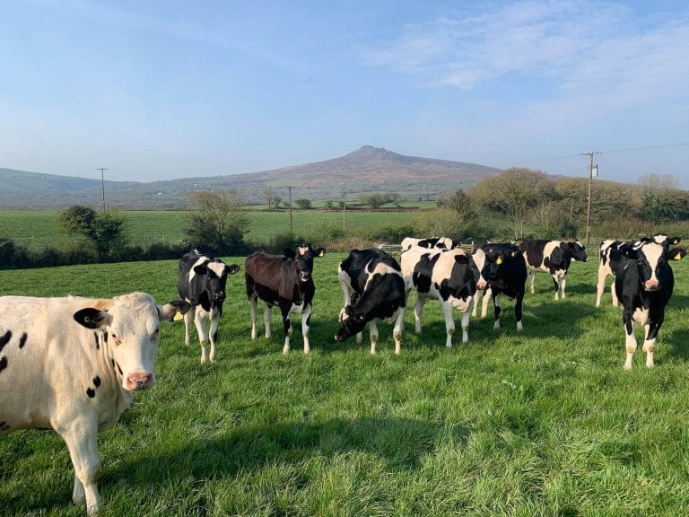 Local Dairy Farm Carningli Dairy Cows