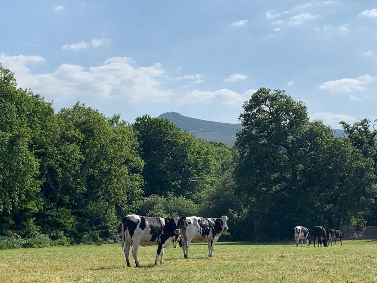 Cows at dairy farm, Carningli Dairy